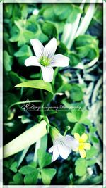 Close-up of flowers blooming outdoors