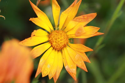 Close-up of yellow flower blooming outdoors