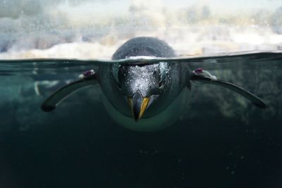 Close-up of penguin swimming in pond at zoo seen through glass