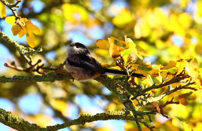 Close-up of bird perching on tree