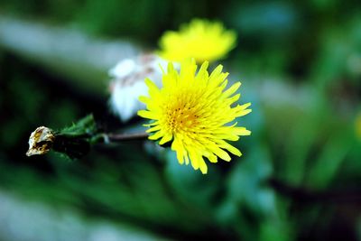 Close-up of yellow flower