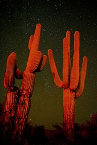 Close-up of red star shape at night