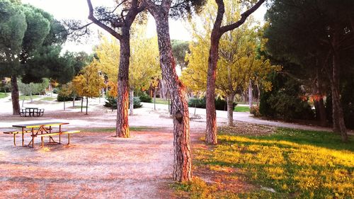 Trees in park