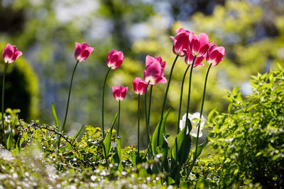 Close-up of pink flowering plants on field