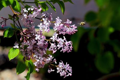 Close-up of pink flowers