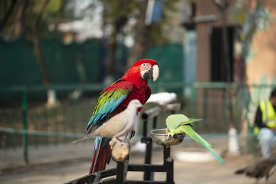 Portrait of colorful scarlet macaw parrot with a green parrot in zoo eating nuts