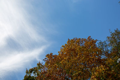 Low angle view of tree against sky