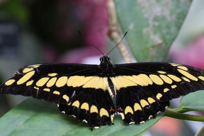 Close-up of butterfly pollinating flower