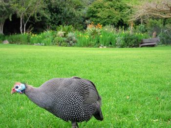 View of a bird on field