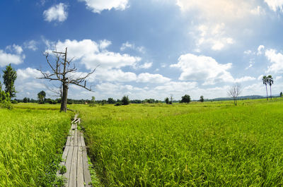 Scenic view of agricultural field against sky