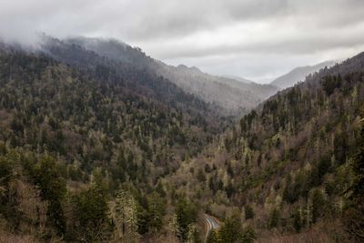 Scenic view of forest against sky