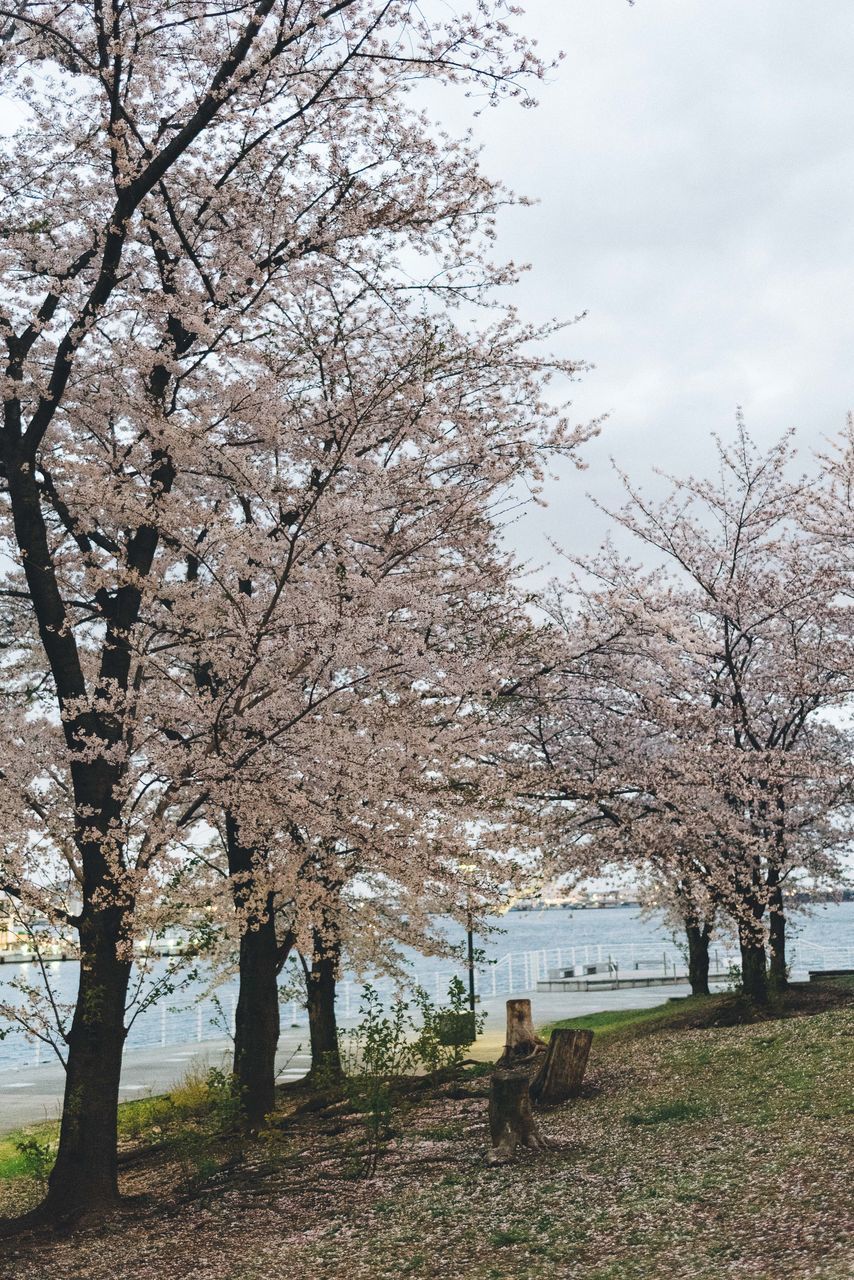 CHERRY BLOSSOM TREES ON FIELD