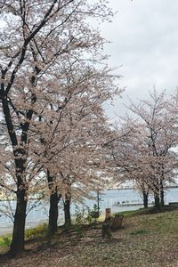 View of cherry blossom trees in park