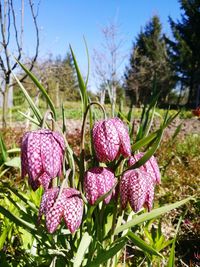 Close-up of flowers growing in park