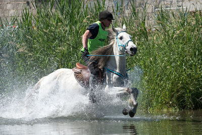 View of dog in water