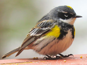 Close-up of bird