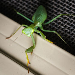 Close-up of grasshopper