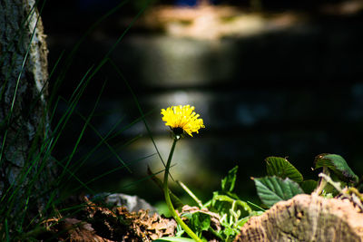 Close-up of yellow flowers blooming outdoors