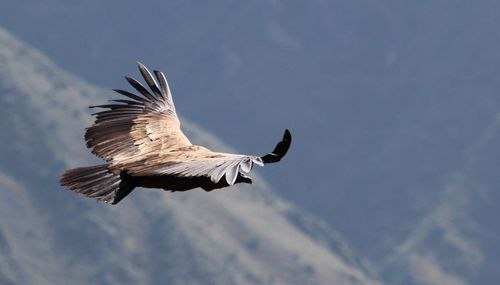 Low angle view of eagle flying against sky