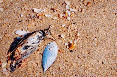 Close-up of crab on sand