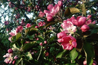 Close-up of pink flowers blooming on tree