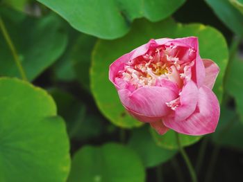 Close-up of pink rose