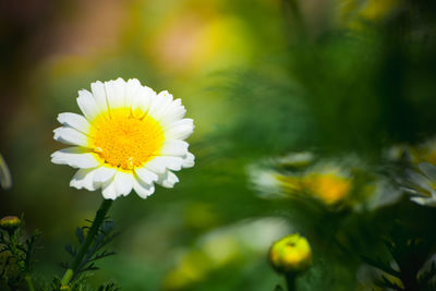 Close-up of white flowering plant