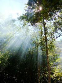 Low angle view of trees in forest