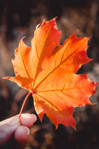 Close-up of hand holding maple leaves