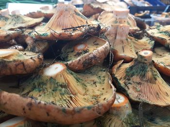 Close-up of mushrooms in market