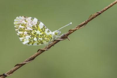 Close-up of lizard on flower tree