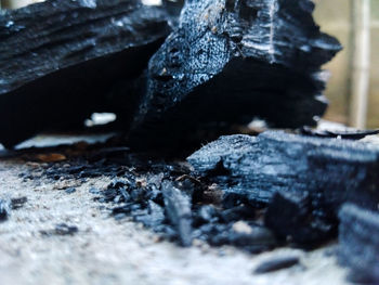 Close-up of wood on rock