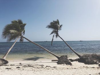 Palm trees on beach against clear sky