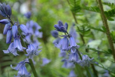 Close-up of purple flowers