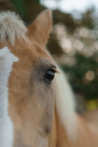 Close-up of a horse head.