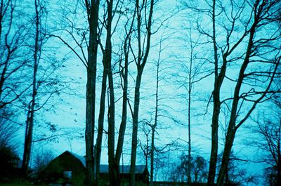 Low angle view of bare trees in forest