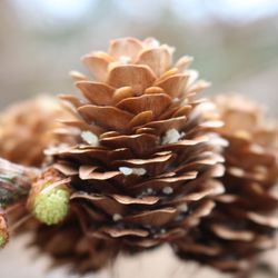 Close-up of plant against blurred background