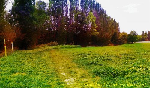 Scenic view of trees on field against sky