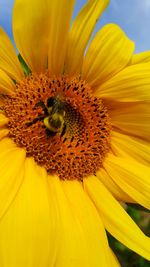 Extreme close up of yellow flower