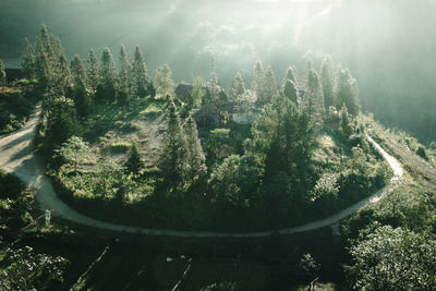 High angle view of plants on sunny day