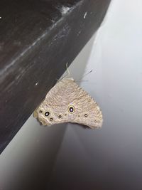 High angle view of fish swimming in water
