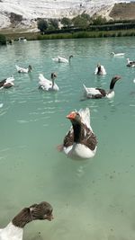 Swans swimming in lake