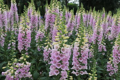 Purple flowering plants in garden