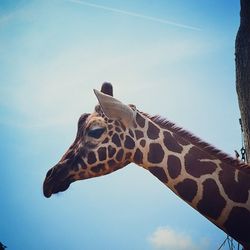 Low angle view of giraffe against sky