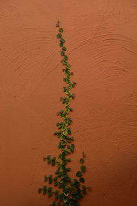Close-up of plant on land against wall