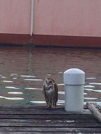 Bird perching outdoors