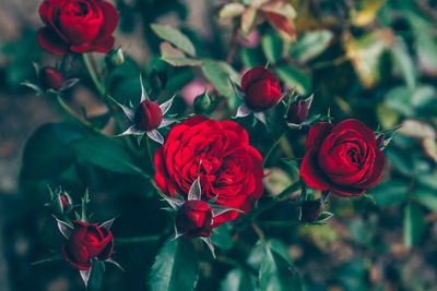 Close-up of red roses