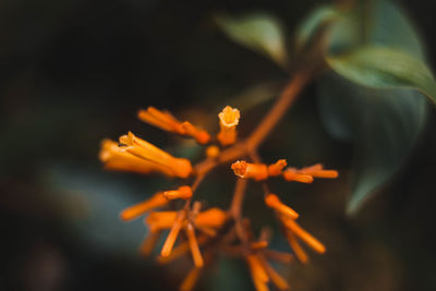 Close-up of orange flowering plant