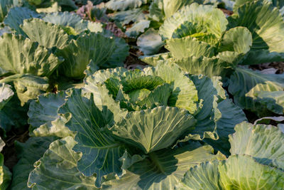 Green leaf of white cabbage plant in green vegetable plantation field 