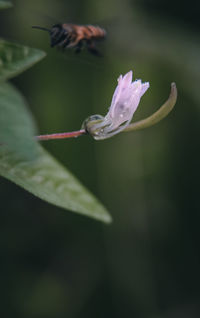 Close-up of flowering plant